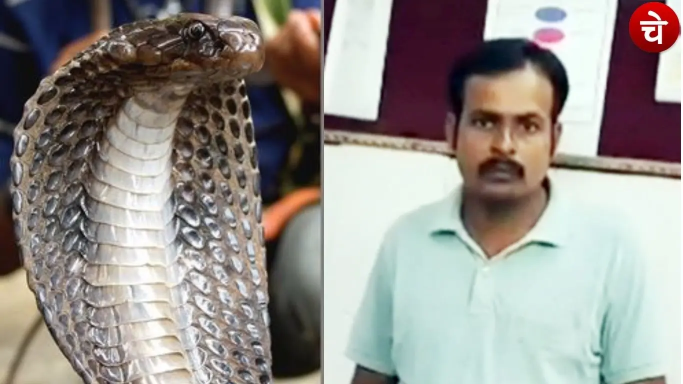 Snake Bite